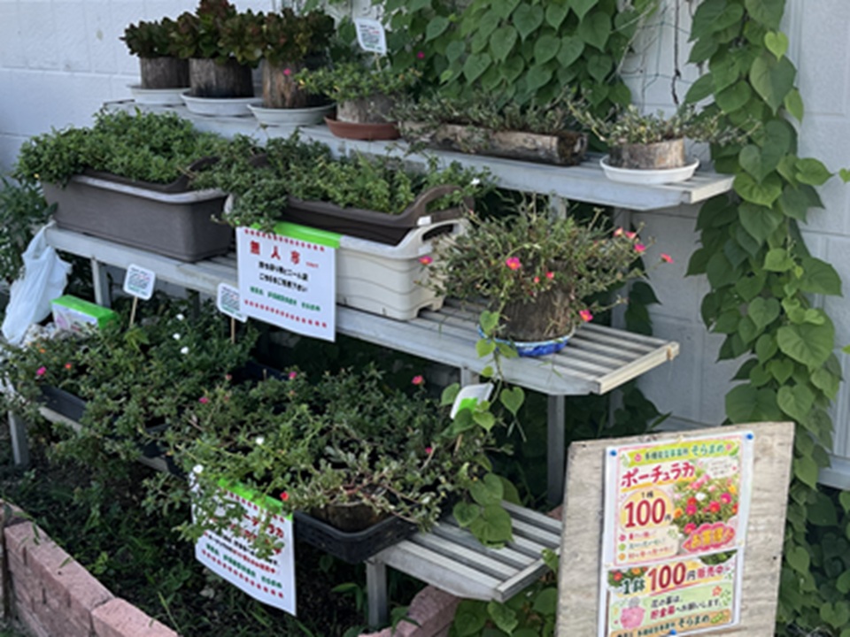 ☆季節の花苗販売中です☆